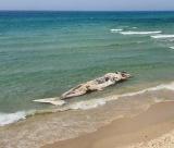 أمواج البحر تقذف حوتاً ضخماً امام شواطئ يافا